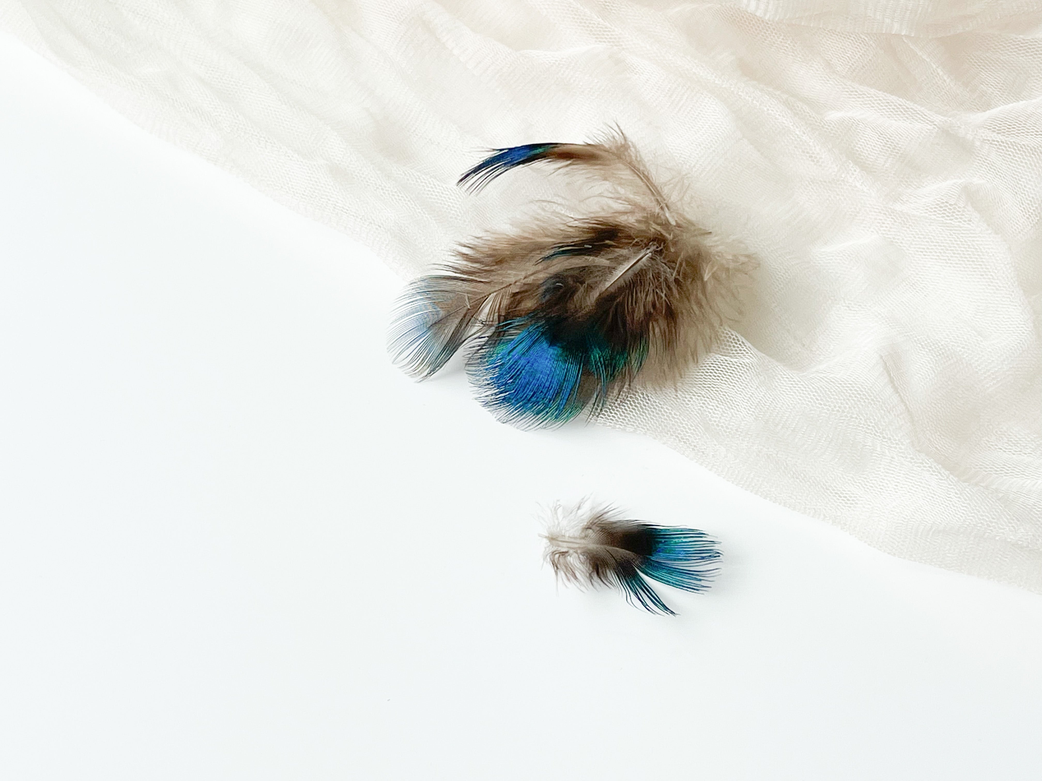 Decorative Peacock Feathers for Wax Seals