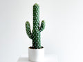 Everlasting Cactus - No.1