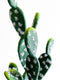 Everlasting Cactus - No.2