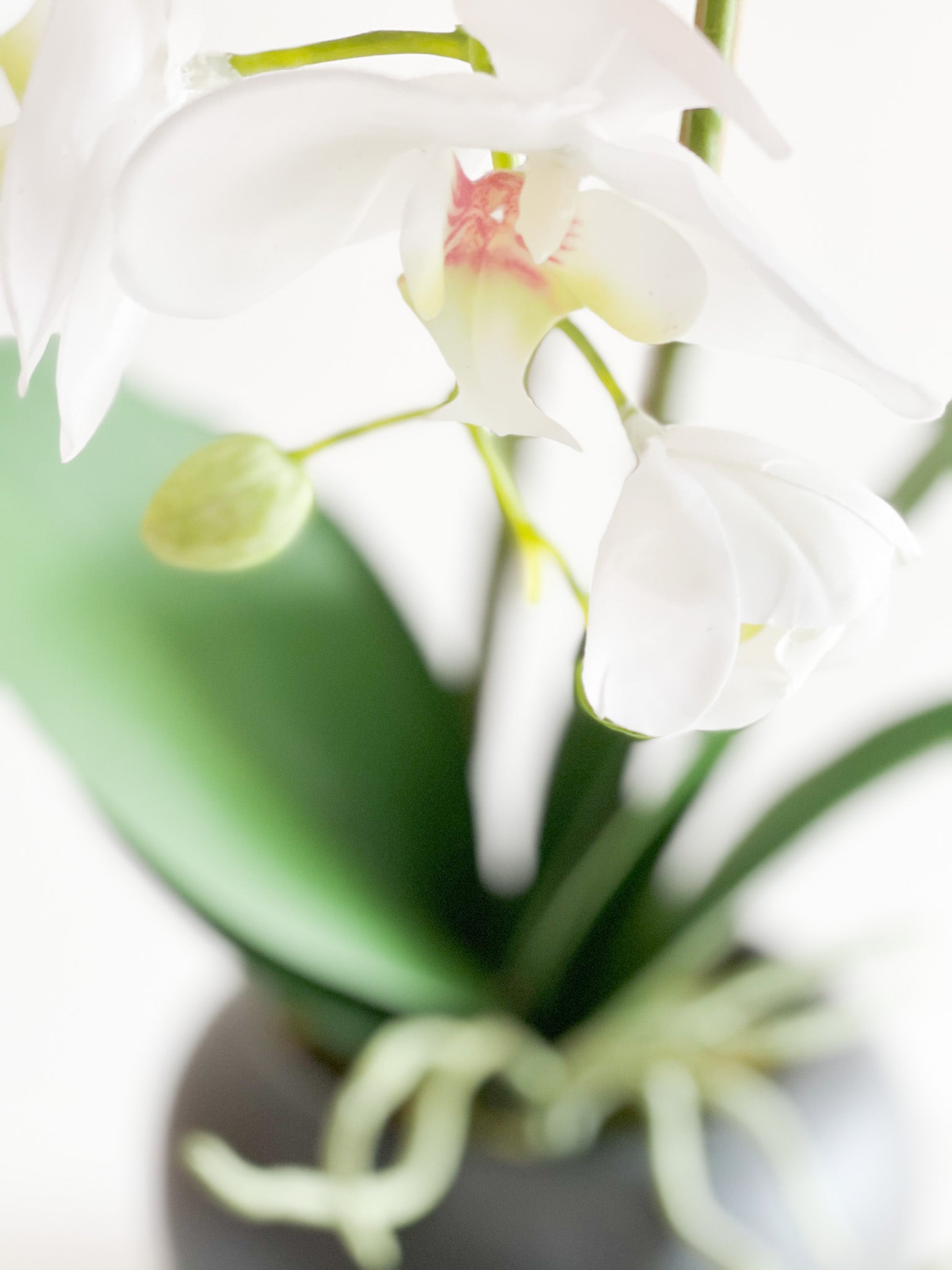 Orchid Flower Arrangement in Round Flower Pot