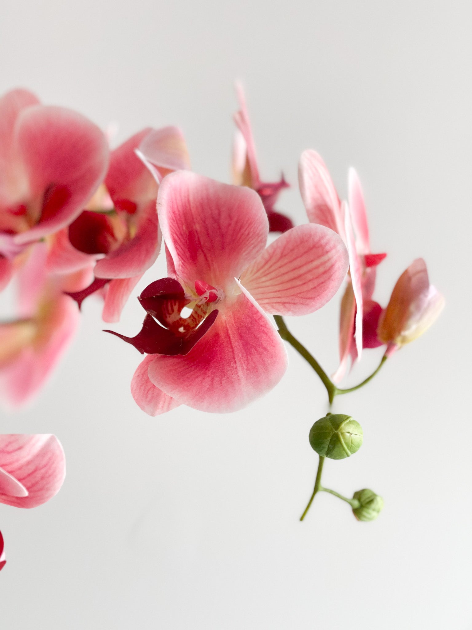 Orchid Flower Arrangement in Round Flower Pot