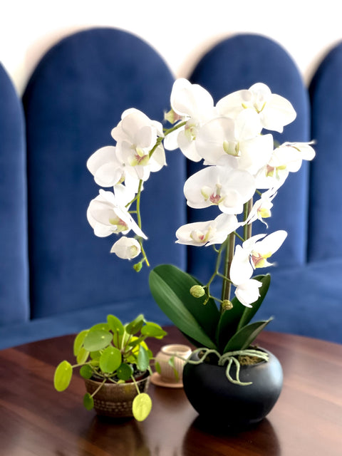 Orchid Flower Arrangement in Round Flower Pot