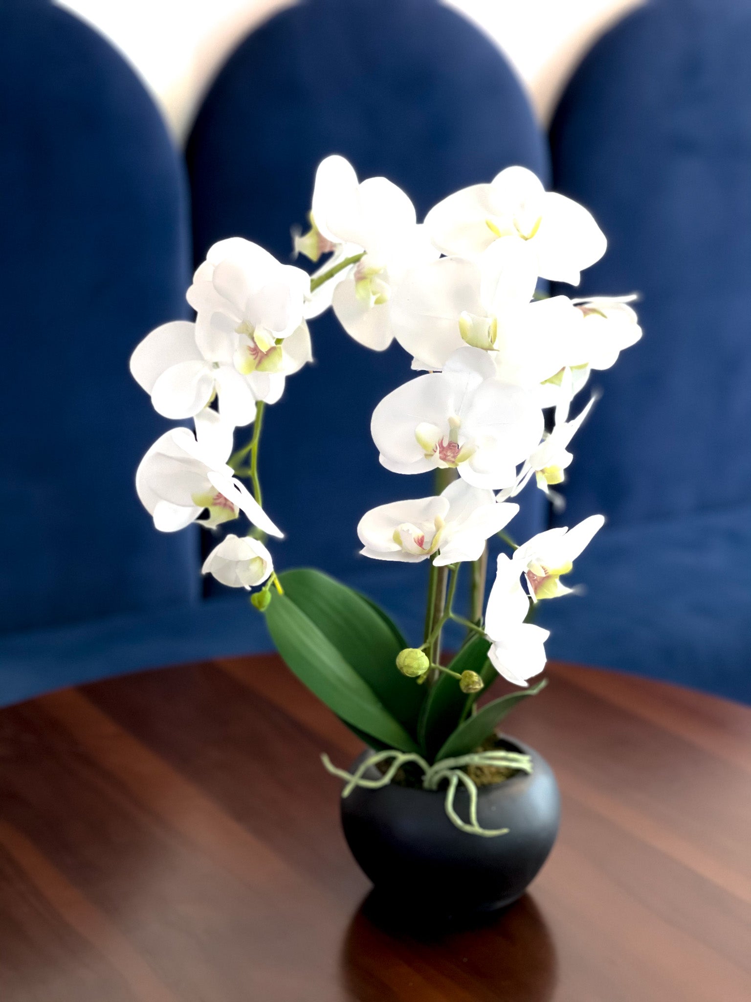 Orchid Flower Arrangement in Round Flower Pot